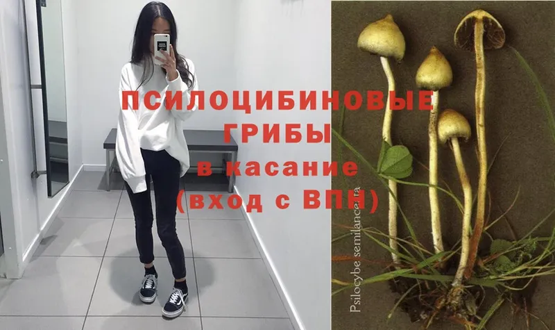 Галлюциногенные грибы Psilocybe  Новоалтайск 